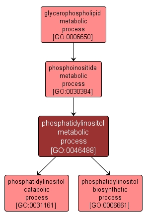 GO:0046488 - phosphatidylinositol metabolic process (interactive image map)