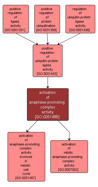 GO:0051488 - activation of anaphase-promoting complex activity (interactive image map)