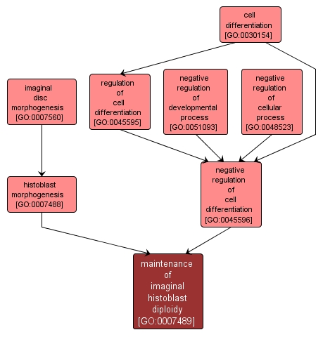 GO:0007489 - maintenance of imaginal histoblast diploidy (interactive image map)