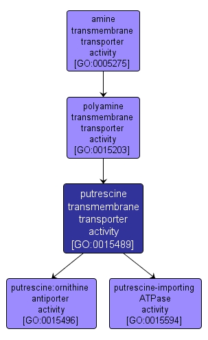 GO:0015489 - putrescine transmembrane transporter activity (interactive image map)