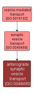 GO:0048490 - anterograde synaptic vesicle transport (interactive image map)