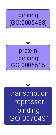 GO:0070491 - transcription repressor binding (interactive image map)