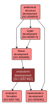 GO:0007492 - endoderm development (interactive image map)