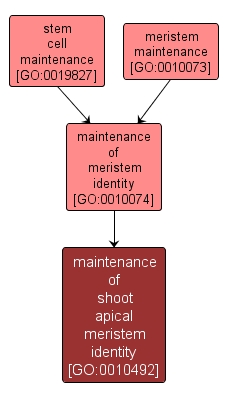 GO:0010492 - maintenance of shoot apical meristem identity (interactive image map)