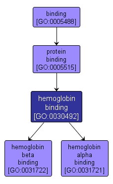 GO:0030492 - hemoglobin binding (interactive image map)