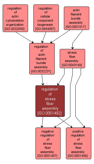 GO:0051492 - regulation of stress fiber assembly (interactive image map)