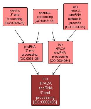 GO:0000495 - box H/ACA snoRNA 3'-end processing (interactive image map)