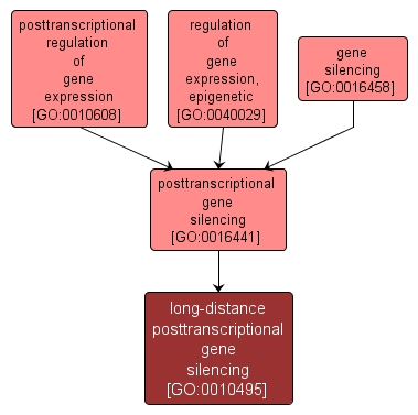 GO:0010495 - long-distance posttranscriptional gene silencing (interactive image map)