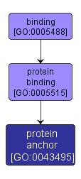 GO:0043495 - protein anchor (interactive image map)