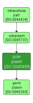 GO:0045495 - pole plasm (interactive image map)