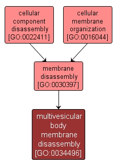GO:0034496 - multivesicular body membrane disassembly (interactive image map)
