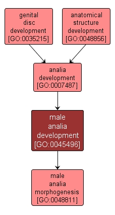 GO:0045496 - male analia development (interactive image map)