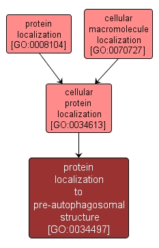 GO:0034497 - protein localization to pre-autophagosomal structure (interactive image map)