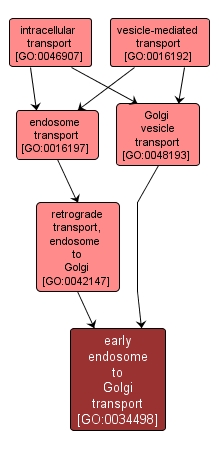 GO:0034498 - early endosome to Golgi transport (interactive image map)