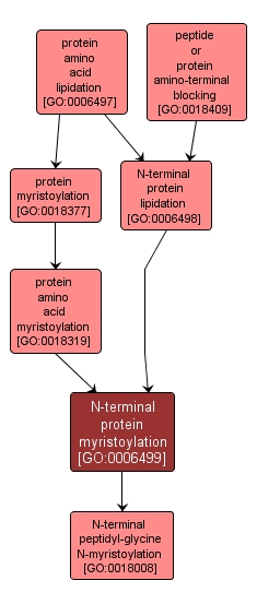 GO:0006499 - N-terminal protein myristoylation (interactive image map)