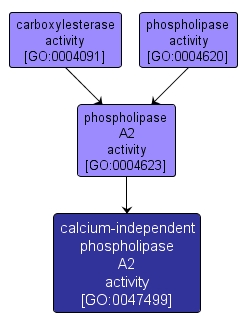 GO:0047499 - calcium-independent phospholipase A2 activity (interactive image map)