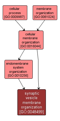 GO:0048499 - synaptic vesicle membrane organization (interactive image map)