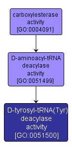 GO:0051500 - D-tyrosyl-tRNA(Tyr) deacylase activity (interactive image map)