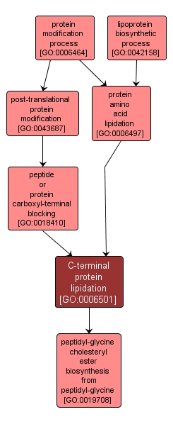 GO:0006501 - C-terminal protein lipidation (interactive image map)