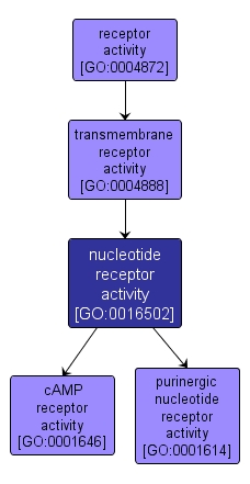 GO:0016502 - nucleotide receptor activity (interactive image map)