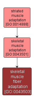 GO:0043503 - skeletal muscle fiber adaptation (interactive image map)