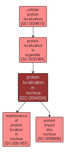 GO:0034504 - protein localization in nucleus (interactive image map)