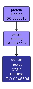 GO:0045504 - dynein heavy chain binding (interactive image map)