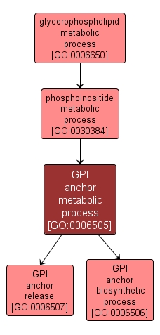 GO:0006505 - GPI anchor metabolic process (interactive image map)