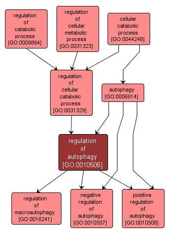 GO:0010506 - regulation of autophagy (interactive image map)