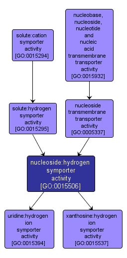 GO:0015506 - nucleoside:hydrogen symporter activity (interactive image map)