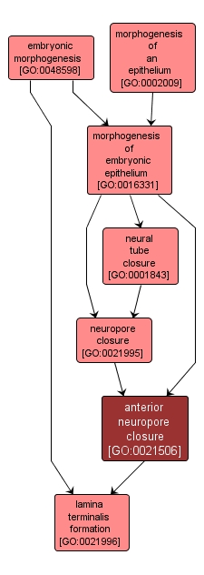 GO:0021506 - anterior neuropore closure (interactive image map)