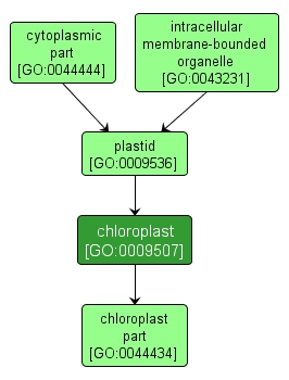 GO:0009507 - chloroplast (interactive image map)