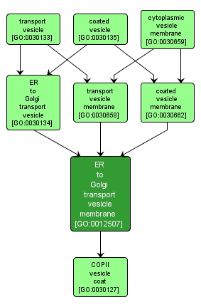 GO:0012507 - ER to Golgi transport vesicle membrane (interactive image map)