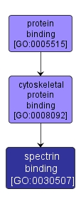 GO:0030507 - spectrin binding (interactive image map)