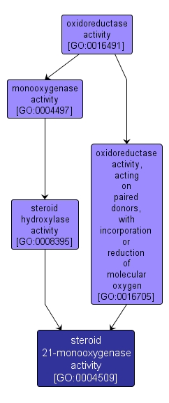 GO:0004509 - steroid 21-monooxygenase activity (interactive image map)