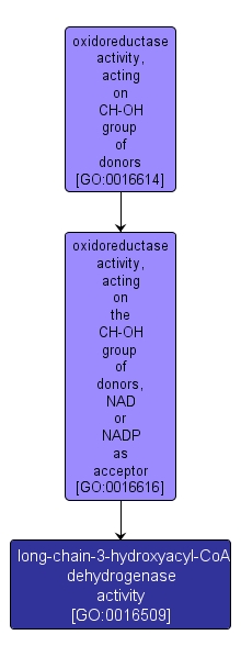 GO:0016509 - long-chain-3-hydroxyacyl-CoA dehydrogenase activity (interactive image map)