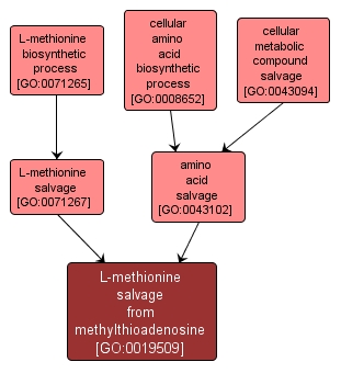 GO:0019509 - L-methionine salvage from methylthioadenosine (interactive image map)