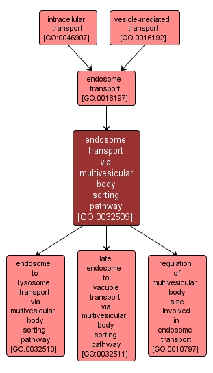 GO:0032509 - endosome transport via multivesicular body sorting pathway (interactive image map)