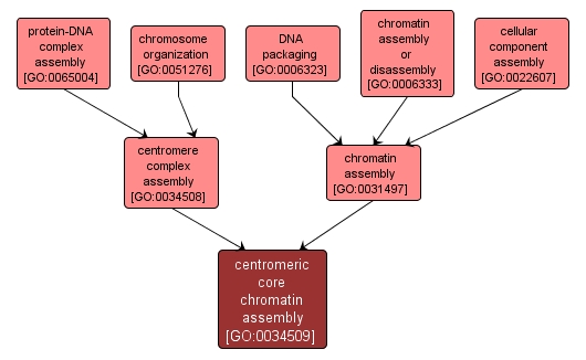 GO:0034509 - centromeric core chromatin assembly (interactive image map)