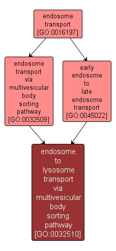 GO:0032510 - endosome to lysosome transport via multivesicular body sorting pathway (interactive image map)