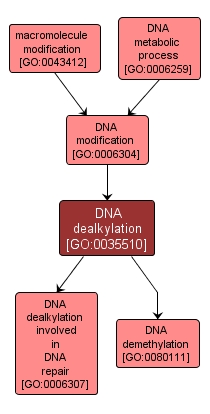 GO:0035510 - DNA dealkylation (interactive image map)