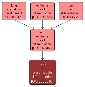 GO:0060510 - Type II pneumocyte differentiation (interactive image map)