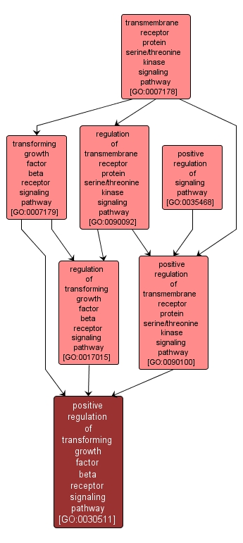 GO:0030511 - positive regulation of transforming growth factor beta receptor signaling pathway (interactive image map)