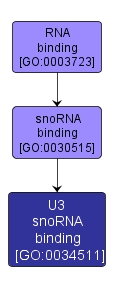 GO:0034511 - U3 snoRNA binding (interactive image map)