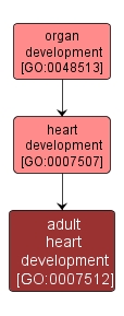 GO:0007512 - adult heart development (interactive image map)