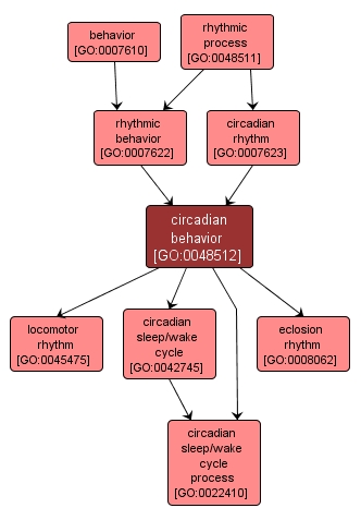 GO:0048512 - circadian behavior (interactive image map)
