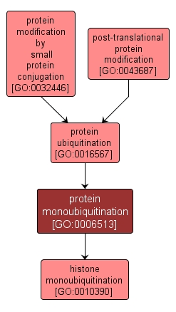 GO:0006513 - protein monoubiquitination (interactive image map)