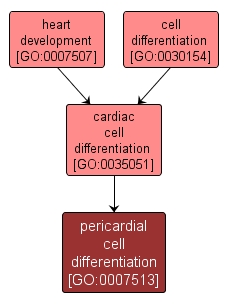 GO:0007513 - pericardial cell differentiation (interactive image map)