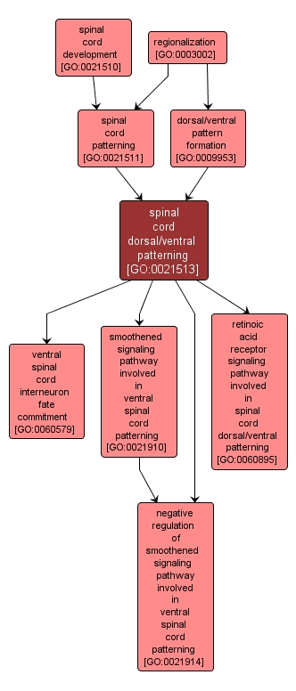 GO:0021513 - spinal cord dorsal/ventral patterning (interactive image map)