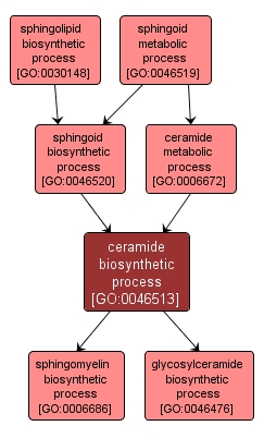 GO:0046513 - ceramide biosynthetic process (interactive image map)